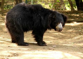 भालुको आक्रमणले दुई जनाको घाइते