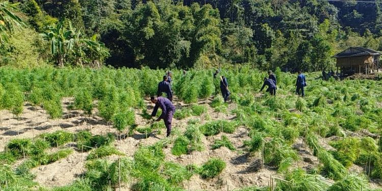 चुरे क्षेत्रमा फैलिएको गाँजा खेतीमा प्रहरीको कडा कारबाही