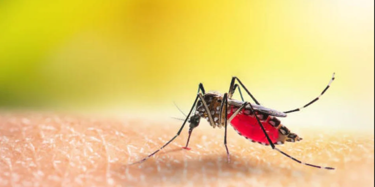 डेंगुबाट एक सातामा ९६ जना संक्रमित”