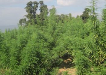लागुऔषध नियन्त्रण अभियान : सर्लाहीमा गाँजाखेतीमाथि कडाइ