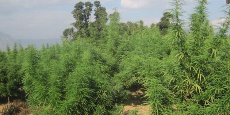 लागुऔषध नियन्त्रण अभियान : सर्लाहीमा गाँजाखेतीमाथि कडाइ