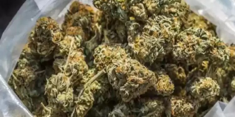 पर्साको पशुबजार नजिक ठूलो परिमाणमा गाँजा बरामद