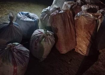 प्रहरीको खोजतलासमा सयौं किलो गाँजा भेटियो