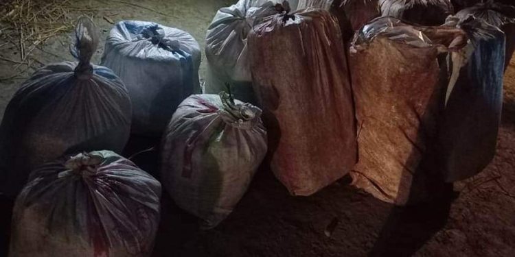 प्रहरीको खोजतलासमा सयौं किलो गाँजा भेटियो