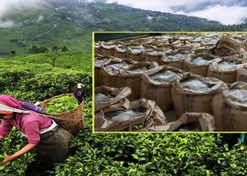 भारतले रोकेको नेपाली चिया, झापामा उद्योग बन्द गर्ने निर्णय