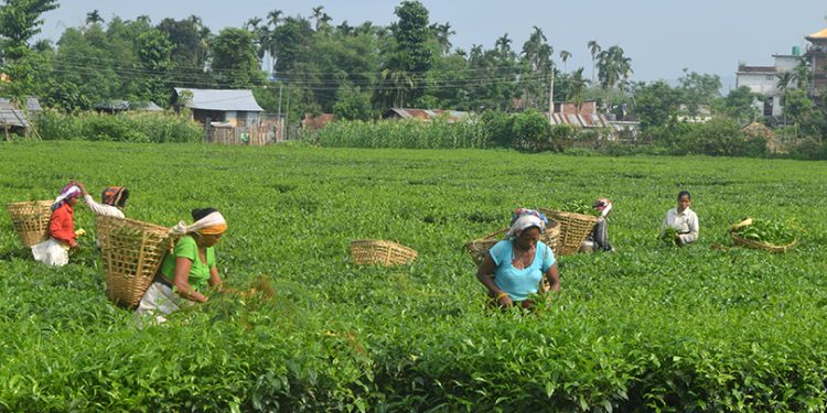 सरकारको आश्वासनपछि इलामका चिया उद्योग सञ्चालन