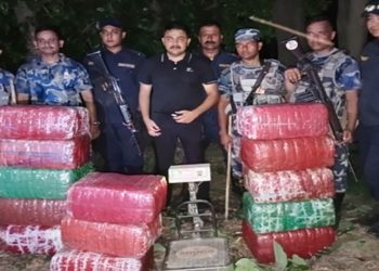 आँप बगैंचामा लुकाइएको १३ पोका गाँजा प्रहरीले ग¥यो बरामद