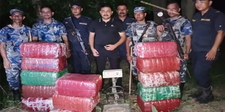 आँप बगैंचामा लुकाइएको १३ पोका गाँजा प्रहरीले ग¥यो बरामद