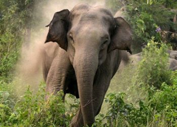 घरमै पस्यो हात्ती, भरतपुरमा आमाछोराको दुःखद मृत्यु