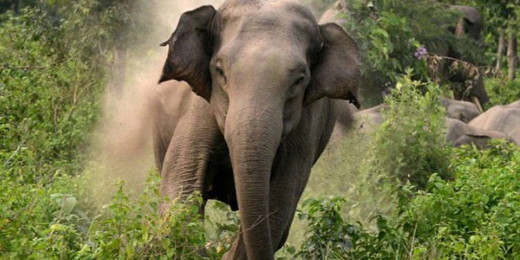 घरमै पस्यो हात्ती, भरतपुरमा आमाछोराको दुःखद मृत्यु