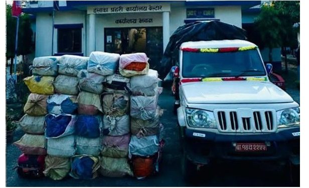 उदयपुरमा दुई स्थानबाट एक हजार किलोभन्दा बढी गाँजा बरामद