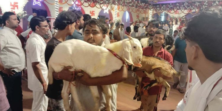 जनकपुरको राजदेवी मन्दिरमा यस वर्ष १४ हजार ८९१ बोकाबली