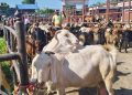 दशैँलाई लक्षित गर्दै सखुवाको खसीबोका बजार तीन दिन लाग्ने