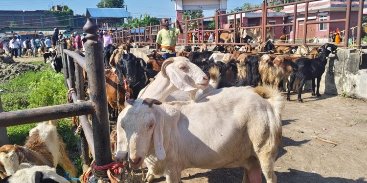 दशैँलाई लक्षित गर्दै सखुवाको खसीबोका बजार तीन दिन लाग्ने